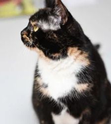 Jenny – EKH, Weibchen, 3 Jahre 7 Monate, 13057 Berlin – Foto 5