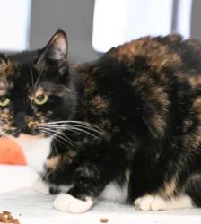 Jenny – EKH, Weibchen, 3 Jahre 7 Monate, 13057 Berlin – Foto 7