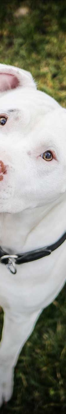 ROCKET – American Staffordshire Terrier, Mix, Männchen, 6 Jahre 8 Monate, 81829 München – Foto 1