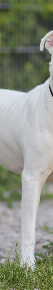 ROCKET – American Staffordshire Terrier, Mix, Männchen, 6 Jahre 8 Monate, 81829 München – Foto 2