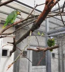 Amaya – Venezuelaamazone, Weibchen, 4 Jahre, 13057 Berlin – Foto 11