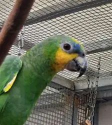 Amaya – Venezuelaamazone, Weibchen, 4 Jahre, 13057 Berlin – Foto 3
