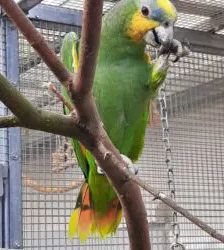 Amaya – Venezuelaamazone, Weibchen, 4 Jahre, 13057 Berlin – Foto 5