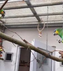 Amaya – Venezuelaamazone, Weibchen, 4 Jahre, 13057 Berlin – Foto 6