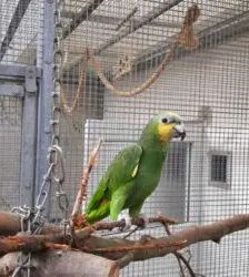 Amaya – Venezuelaamazone, Weibchen, 4 Jahre, 13057 Berlin – Foto 10
