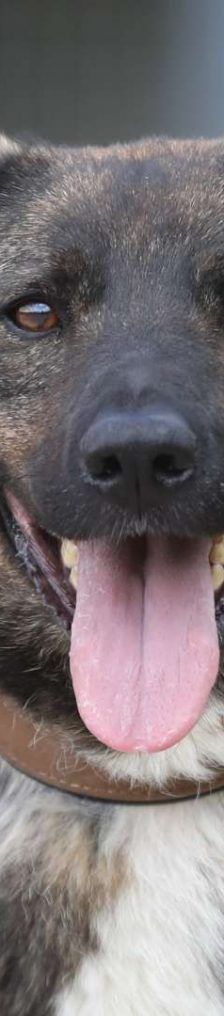 Kamal – Schäferhund-Mix, Männchen, 5 Jahre 2 Monate, 13057 Berlin – Foto 1