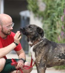 Kamal – Schäferhund-Mix, Männchen, 5 Jahre 2 Monate, 13057 Berlin – Foto 2