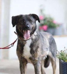 Kamal – Schäferhund-Mix, Männchen, 5 Jahre 2 Monate, 13057 Berlin – Foto 3
