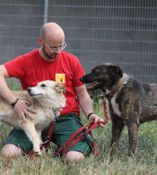 Kamal – Schäferhund-Mix, Männchen, 5 Jahre 2 Monate, 13057 Berlin – Foto 4