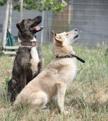 Kamal – Schäferhund-Mix, Männchen, 5 Jahre 2 Monate, 13057 Berlin – Foto 5