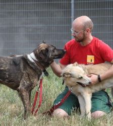 Kamal – Schäferhund-Mix, Männchen, 5 Jahre 2 Monate, 13057 Berlin – Foto 7