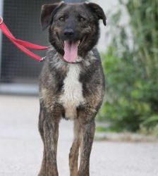 Kamal – Schäferhund-Mix, Männchen, 5 Jahre 2 Monate, 13057 Berlin – Foto 8