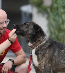 Kamal – Schäferhund-Mix, Männchen, 5 Jahre 2 Monate, 13057 Berlin – Foto 9