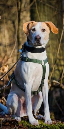 Sam – Jagdhund-Mix, Männchen, 4 Jahre 4 Monate, 70195 Stuttgart-Botnang – Foto 1