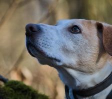 Sam – Jagdhund-Mix, Männchen, 4 Jahre 4 Monate, 70195 Stuttgart-Botnang – Foto 2