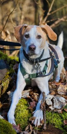 Sam – Jagdhund-Mix, Männchen, 4 Jahre 4 Monate, 70195 Stuttgart-Botnang – Foto 3