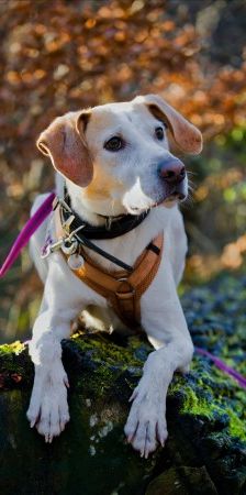 Sam – Jagdhund-Mix, Männchen, 4 Jahre 4 Monate, 70195 Stuttgart-Botnang – Foto 4