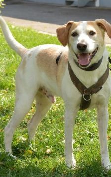 Sam – Jagdhund-Mix, Männchen, 4 Jahre 4 Monate, 70195 Stuttgart-Botnang – Foto 5