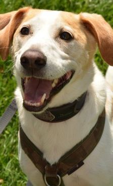 Sam – Jagdhund-Mix, Männchen, 4 Jahre 4 Monate, 70195 Stuttgart-Botnang – Foto 6