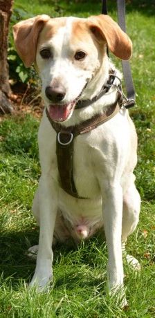 Sam – Jagdhund-Mix, Männchen, 4 Jahre 4 Monate, 70195 Stuttgart-Botnang – Foto 7