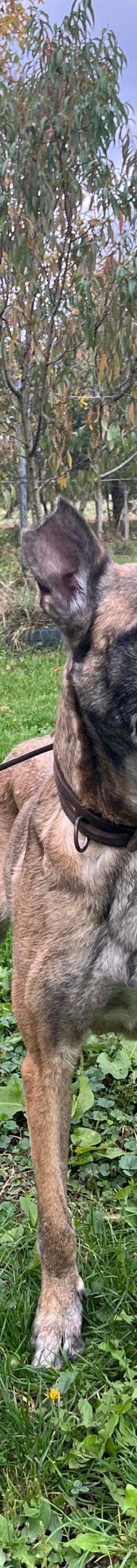 Gea – Malinois-Mix, Weibchen, 9 Jahre 1 Monat, Nordic Strays e.V. – Foto 1
