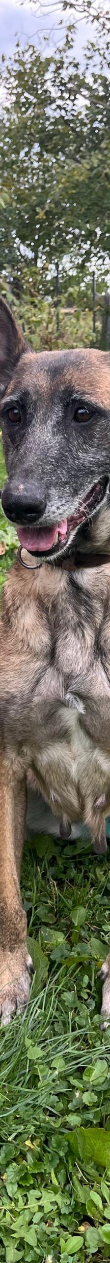 Gea – Malinois-Mix, Weibchen, 9 Jahre 1 Monat, Nordic Strays e.V. – Foto 2