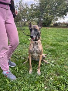 Gea – Malinois-Mix, Weibchen, 9 Jahre 1 Monat, Nordic Strays e.V. – Foto 3