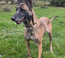 Gea – Malinois-Mix, Weibchen, 9 Jahre 1 Monat, Nordic Strays e.V. – Foto 4
