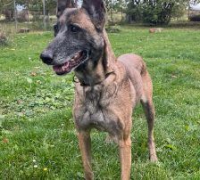 Gea – Malinois-Mix, Weibchen, 9 Jahre 1 Monat, Nordic Strays e.V. – Foto 5