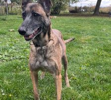 Gea – Malinois-Mix, Weibchen, 9 Jahre 1 Monat, Nordic Strays e.V. – Foto 6