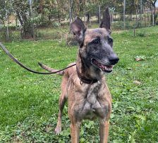Gea – Malinois-Mix, Weibchen, 9 Jahre 1 Monat, Nordic Strays e.V. – Foto 7