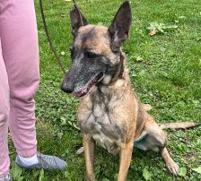 Gea – Malinois-Mix, Weibchen, 9 Jahre 1 Monat, Nordic Strays e.V. – Foto 8