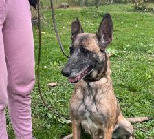 Gea – Malinois-Mix, Weibchen, 9 Jahre 1 Monat, Nordic Strays e.V. – Foto 9