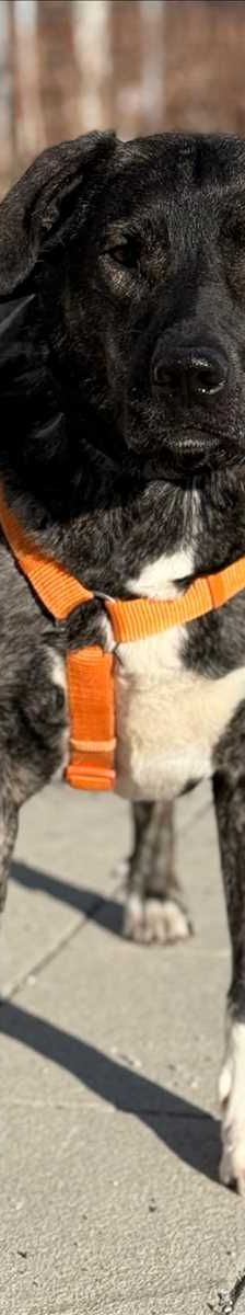 LARISSA – Mix, Weibchen, 2 Jahre 7 Monate, 81829 München – Foto 1