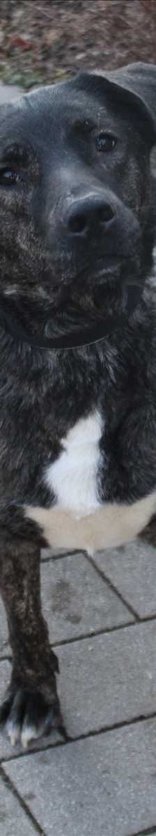 LARISSA – Mix, Weibchen, 2 Jahre 7 Monate, 81829 München – Foto 2