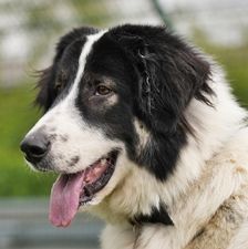 Mara – Mischling, Weibchen, 1 Jahr 2 Monate, 90537 Feucht – Foto 1