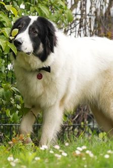 Mara – Mischling, Weibchen, 1 Jahr 2 Monate, 90537 Feucht – Foto 2