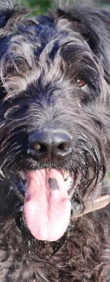 Hank – Riesenschnauzer, Männchen, 3 Jahre 7 Monate, 13057 Berlin – Foto 1