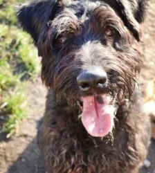 Hank – Riesenschnauzer, Männchen, 3 Jahre 7 Monate, 13057 Berlin – Foto 2