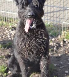 Hank – Riesenschnauzer, Männchen, 3 Jahre 7 Monate, 13057 Berlin – Foto 3
