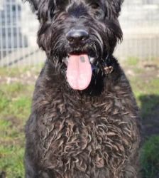 Hank – Riesenschnauzer, Männchen, 3 Jahre 7 Monate, 13057 Berlin – Foto 4