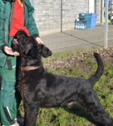 Hank – Riesenschnauzer, Männchen, 3 Jahre 7 Monate, 13057 Berlin – Foto 5