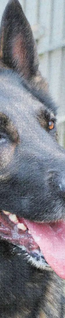 Azrael – Dt. Schäferhund, Männchen, 25 Monate, 13057 Berlin – Foto 1