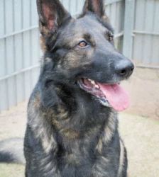 Azrael – Dt. Schäferhund, Männchen, 25 Monate, 13057 Berlin – Foto 2