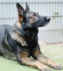 Azrael – Dt. Schäferhund, Männchen, 25 Monate, 13057 Berlin – Foto 3