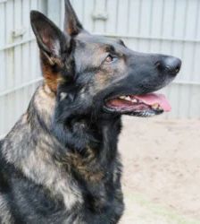 Azrael – Dt. Schäferhund, Männchen, 25 Monate, 13057 Berlin – Foto 4