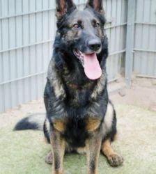 Azrael – Dt. Schäferhund, Männchen, 25 Monate, 13057 Berlin – Foto 5