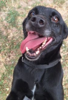 Dora – Mischling, Weibchen, 7 Jahre, 97074 Würzburg – Foto 1