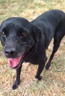 Dora – Mischling, Weibchen, 7 Jahre, 97074 Würzburg – Foto 2