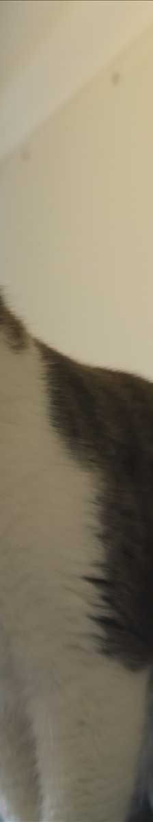 STALLI – Europäisch Kurzhaar, Männchen, 2 Jahre, 81829 München – Foto 1